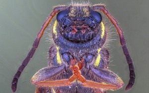 Wasp Close-Up