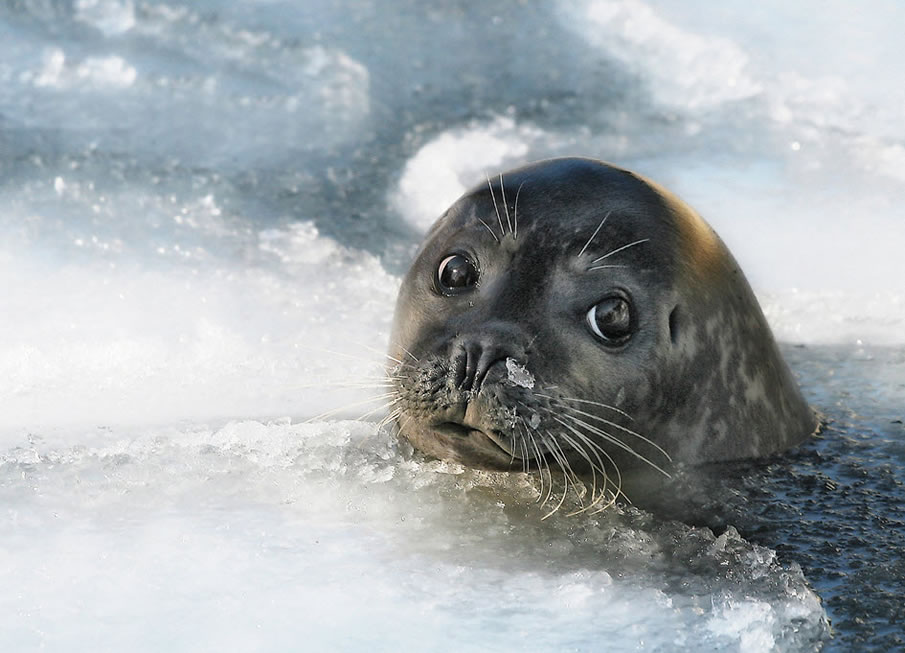 Arctic Seal